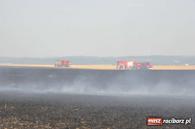 Zdjęcie w galerii na portalu naszraciborz.pl: Słup dymu widoczny aż z Brzezia. W Strzybniku paliło się kilka hektarów ścierniska wiadomości z regionu