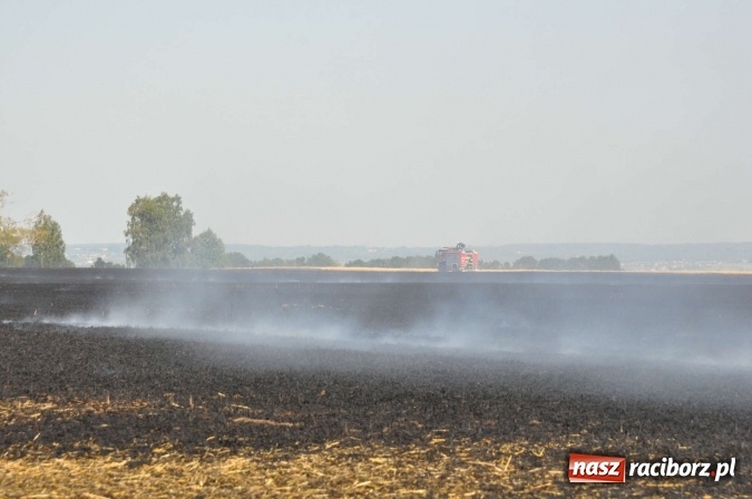 Zdjęcie w galerii na portalu naszraciborz.pl: Słup dymu widoczny aż z Brzezia. W Strzybniku paliło się kilka hektarów ścierniska wiadomości z regionu