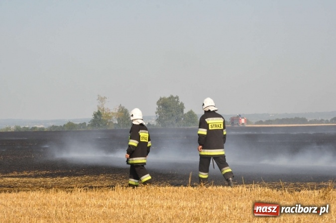 Zdjęcie w galerii na portalu naszraciborz.pl: Słup dymu widoczny aż z Brzezia. W Strzybniku paliło się kilka hektarów ścierniska wiadomości z regionu