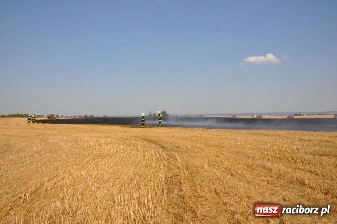 Zdjęcie w galerii na portalu naszraciborz.pl: Słup dymu widoczny aż z Brzezia. W Strzybniku paliło się kilka hektarów ścierniska wiadomości z regionu