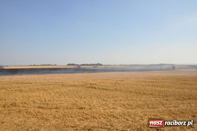 Zdjęcie w galerii na portalu naszraciborz.pl: Słup dymu widoczny aż z Brzezia. W Strzybniku paliło się kilka hektarów ścierniska wiadomości z regionu