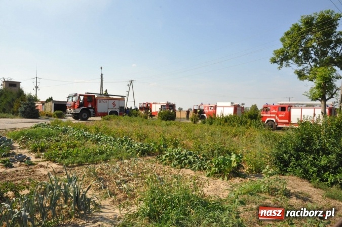 Zdjęcie w galerii na portalu naszraciborz.pl: Słup dymu widoczny aż z Brzezia. W Strzybniku paliło się kilka hektarów ścierniska wiadomości z regionu