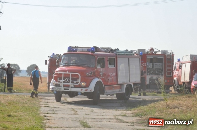 Zdjęcie w galerii na portalu naszraciborz.pl: Słup dymu widoczny aż z Brzezia. W Strzybniku paliło się kilka hektarów ścierniska wiadomości z regionu