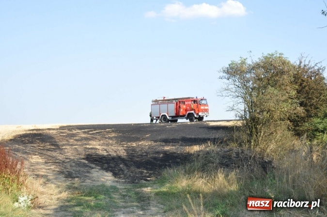 Zdjęcie w galerii na portalu naszraciborz.pl: Słup dymu widoczny aż z Brzezia. W Strzybniku paliło się kilka hektarów ścierniska wiadomości z regionu