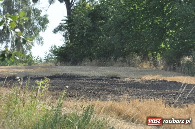 Zdjęcie w galerii na portalu naszraciborz.pl: Słup dymu widoczny aż z Brzezia. W Strzybniku paliło się kilka hektarów ścierniska wiadomości z regionu