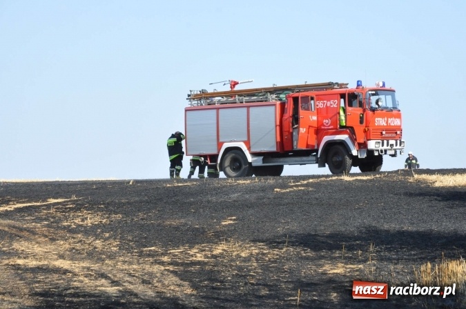 Zdjęcie w galerii na portalu naszraciborz.pl: Słup dymu widoczny aż z Brzezia. W Strzybniku paliło się kilka hektarów ścierniska wiadomości z regionu