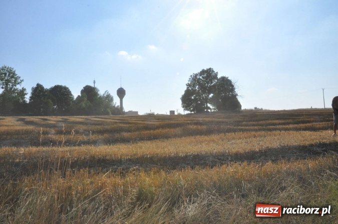 Zdjęcie w galerii na portalu naszraciborz.pl: Słup dymu widoczny aż z Brzezia. W Strzybniku paliło się kilka hektarów ścierniska wiadomości z regionu