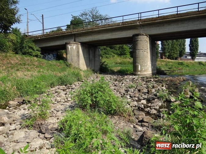Zdjęcie w galerii na portalu naszraciborz.pl: Nie ma, nie ma wody... w Odrze wiadomości z regionu