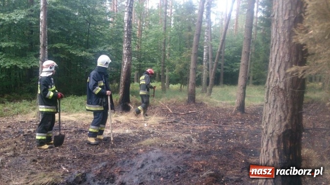 Zdjęcie w galerii na portalu naszraciborz.pl: Kolejny pożar lasu, tym razem w Nędzy - weekendowe działania strażaków  wiadomości z regionu
