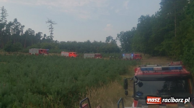 Zdjęcie w galerii na portalu naszraciborz.pl: Kolejny pożar lasu, tym razem w Nędzy - weekendowe działania strażaków  wiadomości z regionu