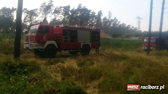 Zdjęcie w galerii na portalu naszraciborz.pl: Kolejny pożar lasu, tym razem w Nędzy - weekendowe działania strażaków  wiadomości z regionu