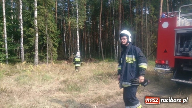 Zdjęcie w galerii na portalu naszraciborz.pl: Kolejny pożar lasu, tym razem w Nędzy - weekendowe działania strażaków  wiadomości z regionu