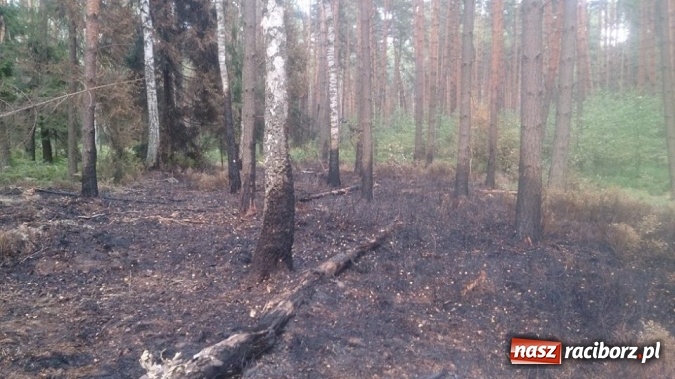 Zdjęcie w galerii na portalu naszraciborz.pl: Kolejny pożar lasu, tym razem w Nędzy - weekendowe działania strażaków  wiadomości z regionu