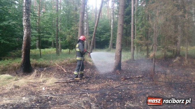 Zdjęcie w galerii na portalu naszraciborz.pl: Kolejny pożar lasu, tym razem w Nędzy - weekendowe działania strażaków  wiadomości z regionu