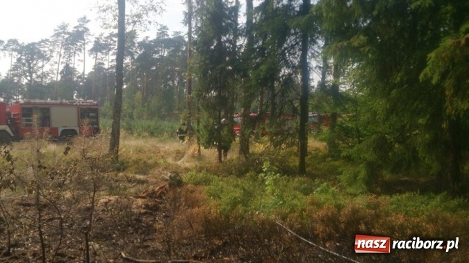 Zdjęcie w galerii na portalu naszraciborz.pl: Kolejny pożar lasu, tym razem w Nędzy - weekendowe działania strażaków  wiadomości z regionu