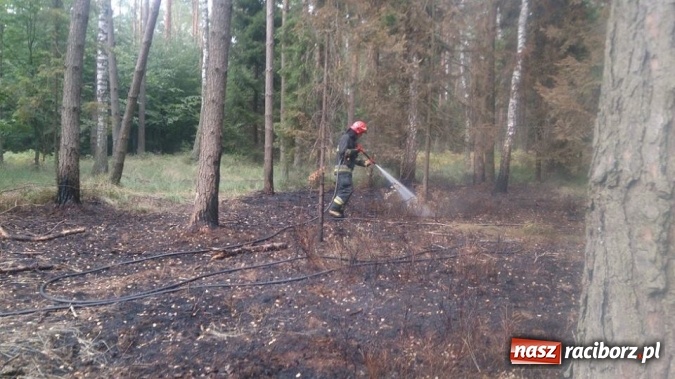 Zdjęcie w galerii na portalu naszraciborz.pl: Kolejny pożar lasu, tym razem w Nędzy - weekendowe działania strażaków  wiadomości z regionu