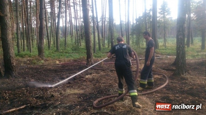 Zdjęcie w galerii na portalu naszraciborz.pl: Kolejny pożar lasu, tym razem w Nędzy - weekendowe działania strażaków  wiadomości z regionu