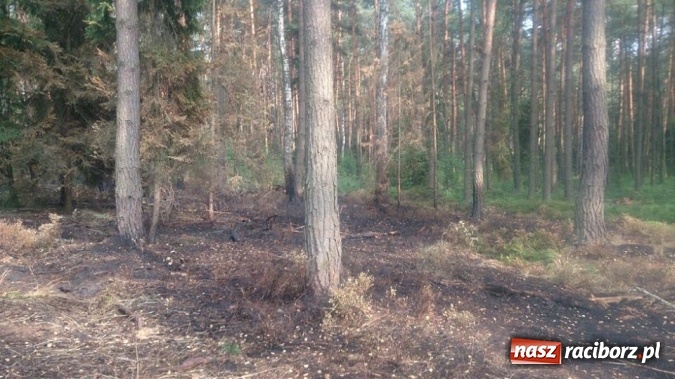Zdjęcie w galerii na portalu naszraciborz.pl: Kolejny pożar lasu, tym razem w Nędzy - weekendowe działania strażaków  wiadomości z regionu