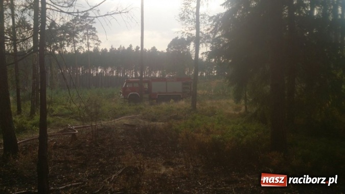 Zdjęcie w galerii na portalu naszraciborz.pl: Kolejny pożar lasu, tym razem w Nędzy - weekendowe działania strażaków  wiadomości z regionu