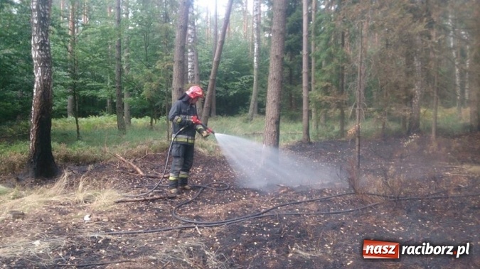 Zdjęcie w galerii na portalu naszraciborz.pl: Kolejny pożar lasu, tym razem w Nędzy - weekendowe działania strażaków  wiadomości z regionu