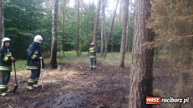 Zdjęcie w galerii na portalu naszraciborz.pl: Kolejny pożar lasu, tym razem w Nędzy - weekendowe działania strażaków  wiadomości z regionu