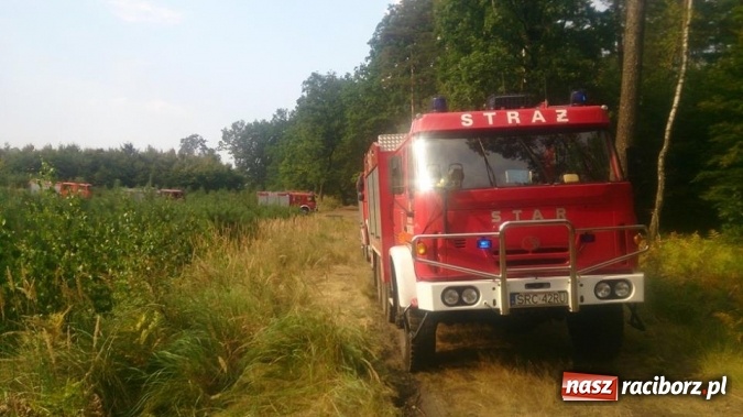 Zdjęcie w galerii na portalu naszraciborz.pl: Kolejny pożar lasu, tym razem w Nędzy - weekendowe działania strażaków  wiadomości z regionu