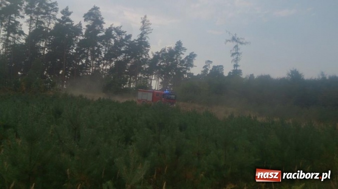 Zdjęcie w galerii na portalu naszraciborz.pl: Kolejny pożar lasu, tym razem w Nędzy - weekendowe działania strażaków  wiadomości z regionu