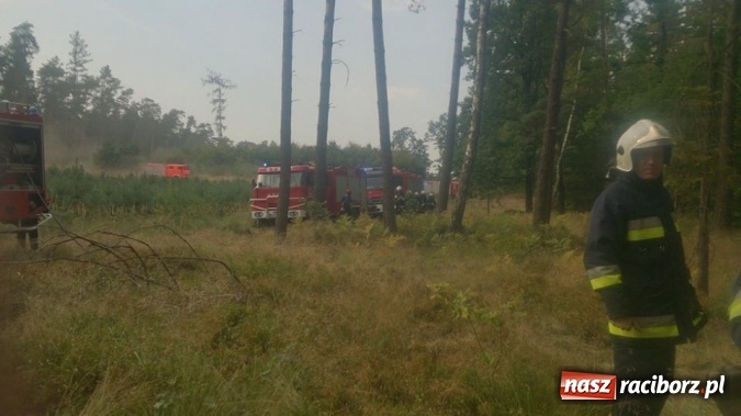 Zdjęcie w galerii na portalu naszraciborz.pl: Kolejny pożar lasu, tym razem w Nędzy - weekendowe działania strażaków  wiadomości z regionu