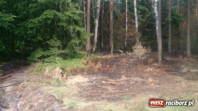 Zdjęcie w galerii na portalu naszraciborz.pl: Kolejny pożar lasu, tym razem w Nędzy - weekendowe działania strażaków  wiadomości z regionu