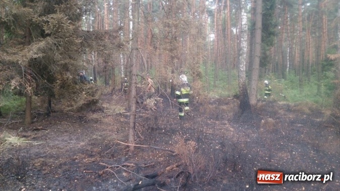 Zdjęcie w galerii na portalu naszraciborz.pl: Kolejny pożar lasu, tym razem w Nędzy - weekendowe działania strażaków  wiadomości z regionu