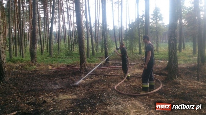 Zdjęcie w galerii na portalu naszraciborz.pl: Kolejny pożar lasu, tym razem w Nędzy - weekendowe działania strażaków  wiadomości z regionu