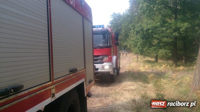 Zdjęcie w galerii na portalu naszraciborz.pl: Kolejny pożar lasu, tym razem w Nędzy - weekendowe działania strażaków  wiadomości z regionu