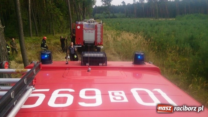 Zdjęcie w galerii na portalu naszraciborz.pl: Kolejny pożar lasu, tym razem w Nędzy - weekendowe działania strażaków  wiadomości z regionu