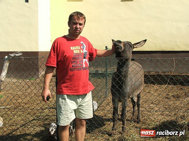 Zdjęcie w galerii na portalu naszraciborz.pl: Osioł i owce z Allegro wiadomości z regionu