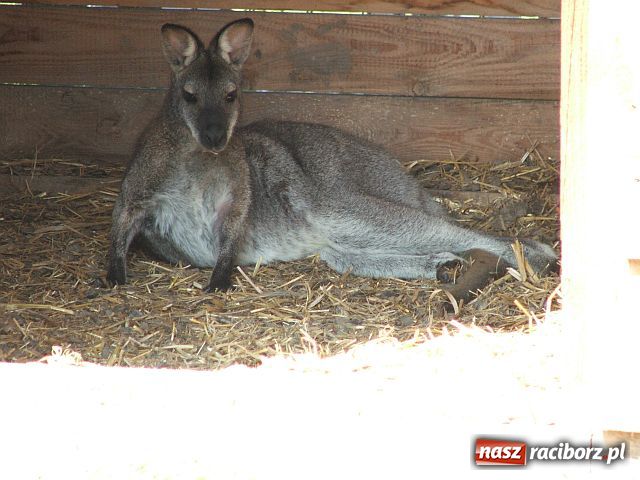 Zdjęcie w galerii na portalu naszraciborz.pl: Osioł i owce z Allegro wiadomości z regionu