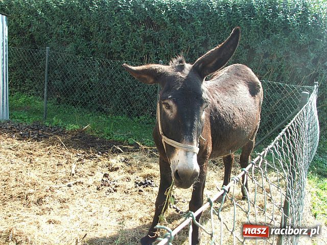 Zdjęcie w galerii na portalu naszraciborz.pl: Osioł i owce z Allegro wiadomości z regionu