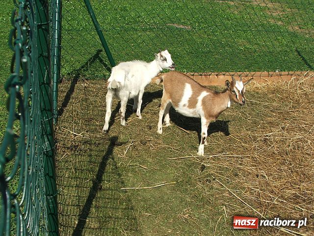 Zdjęcie w galerii na portalu naszraciborz.pl: Osioł i owce z Allegro wiadomości z regionu