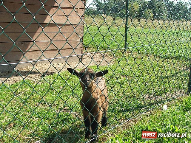 Zdjęcie w galerii na portalu naszraciborz.pl: Osioł i owce z Allegro wiadomości z regionu
