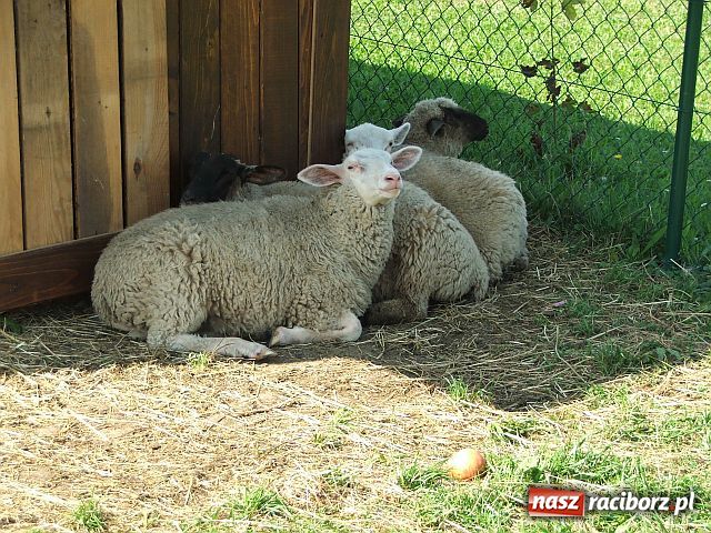 Zdjęcie w galerii na portalu naszraciborz.pl: Osioł i owce z Allegro wiadomości z regionu