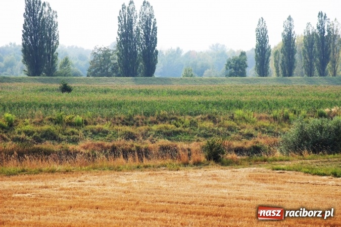 Zdjęcie w galerii na portalu naszraciborz.pl: Kanał Ulga został opanowany przez... bociany wiadomości z regionu