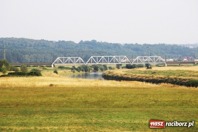 Zdjęcie w galerii na portalu naszraciborz.pl: Kanał Ulga został opanowany przez... bociany wiadomości z regionu