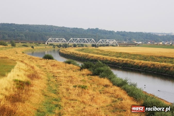 Zdjęcie w galerii na portalu naszraciborz.pl: Kanał Ulga został opanowany przez... bociany wiadomości z regionu