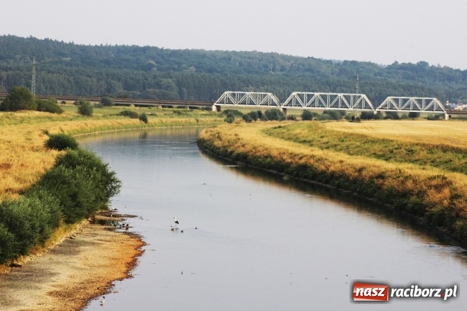 Zdjęcie w galerii na portalu naszraciborz.pl: Kanał Ulga został opanowany przez... bociany wiadomości z regionu