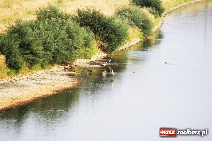 Zdjęcie w galerii na portalu naszraciborz.pl: Kanał Ulga został opanowany przez... bociany wiadomości z regionu