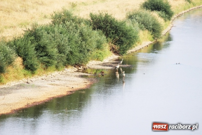 Zdjęcie w galerii na portalu naszraciborz.pl: Kanał Ulga został opanowany przez... bociany wiadomości z regionu
