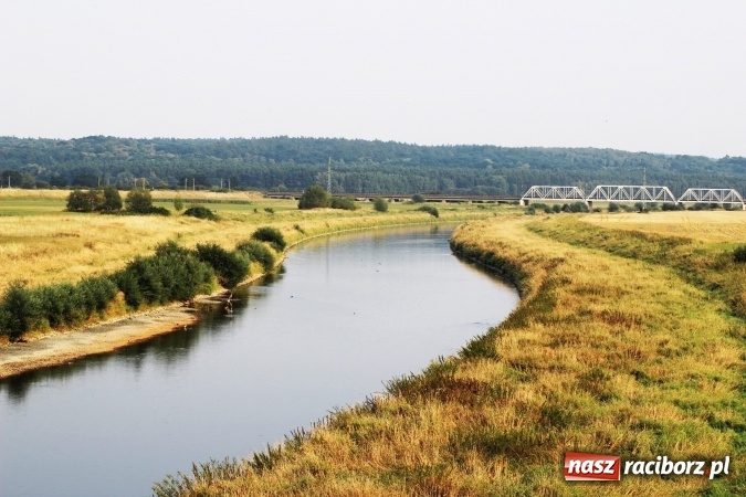 Zdjęcie w galerii na portalu naszraciborz.pl: Kanał Ulga został opanowany przez... bociany wiadomości z regionu