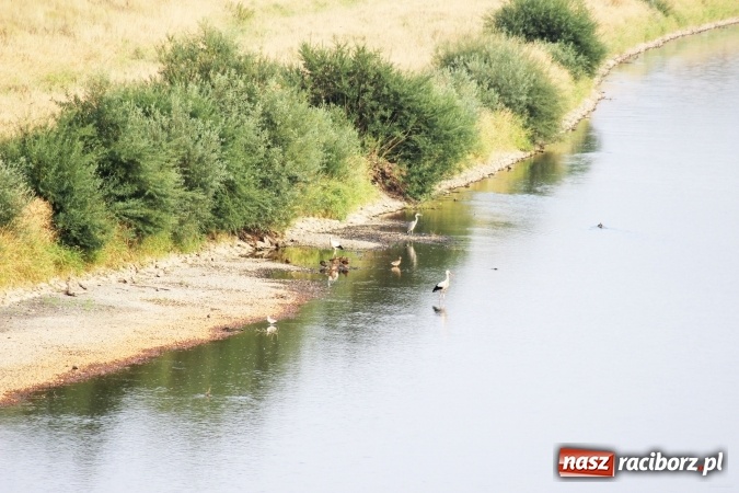 Zdjęcie w galerii na portalu naszraciborz.pl: Kanał Ulga został opanowany przez... bociany wiadomości z regionu