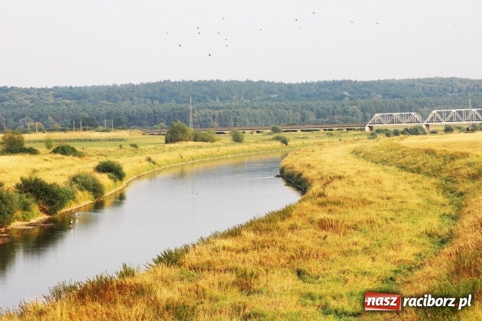 Zdjęcie w galerii na portalu naszraciborz.pl: Kanał Ulga został opanowany przez... bociany wiadomości z regionu