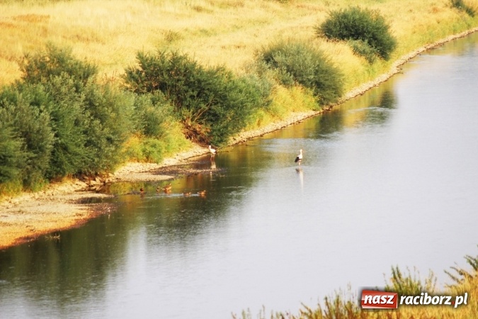 Zdjęcie w galerii na portalu naszraciborz.pl: Kanał Ulga został opanowany przez... bociany wiadomości z regionu