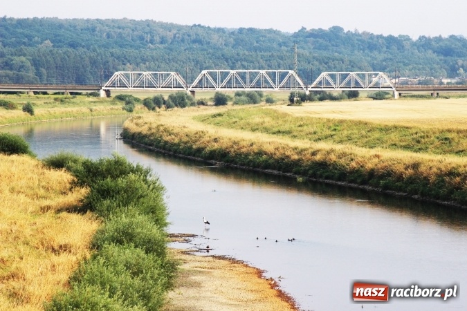 Zdjęcie w galerii na portalu naszraciborz.pl: Kanał Ulga został opanowany przez... bociany wiadomości z regionu